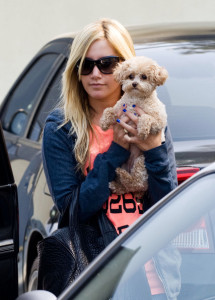 Ashley Tisdale seen while she takes her puppy dog Maui to the LA Studios in Hollywood on October 8th 2009 4