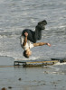 Taylor Lautner spotted during a magazine photoshoot on a Malibu beach on October 8th 2009 18